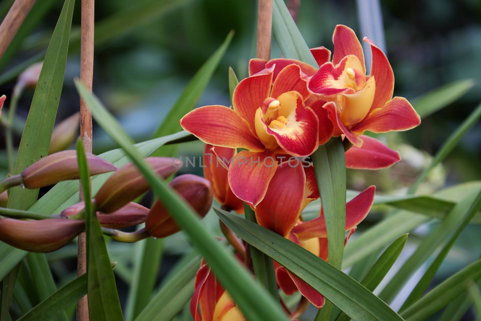 Spring flower for Tet, beautiful orchid flower in garden at Dalat, Lam Dong, Viet Nam, a famous agriculture place with many kind of blossom