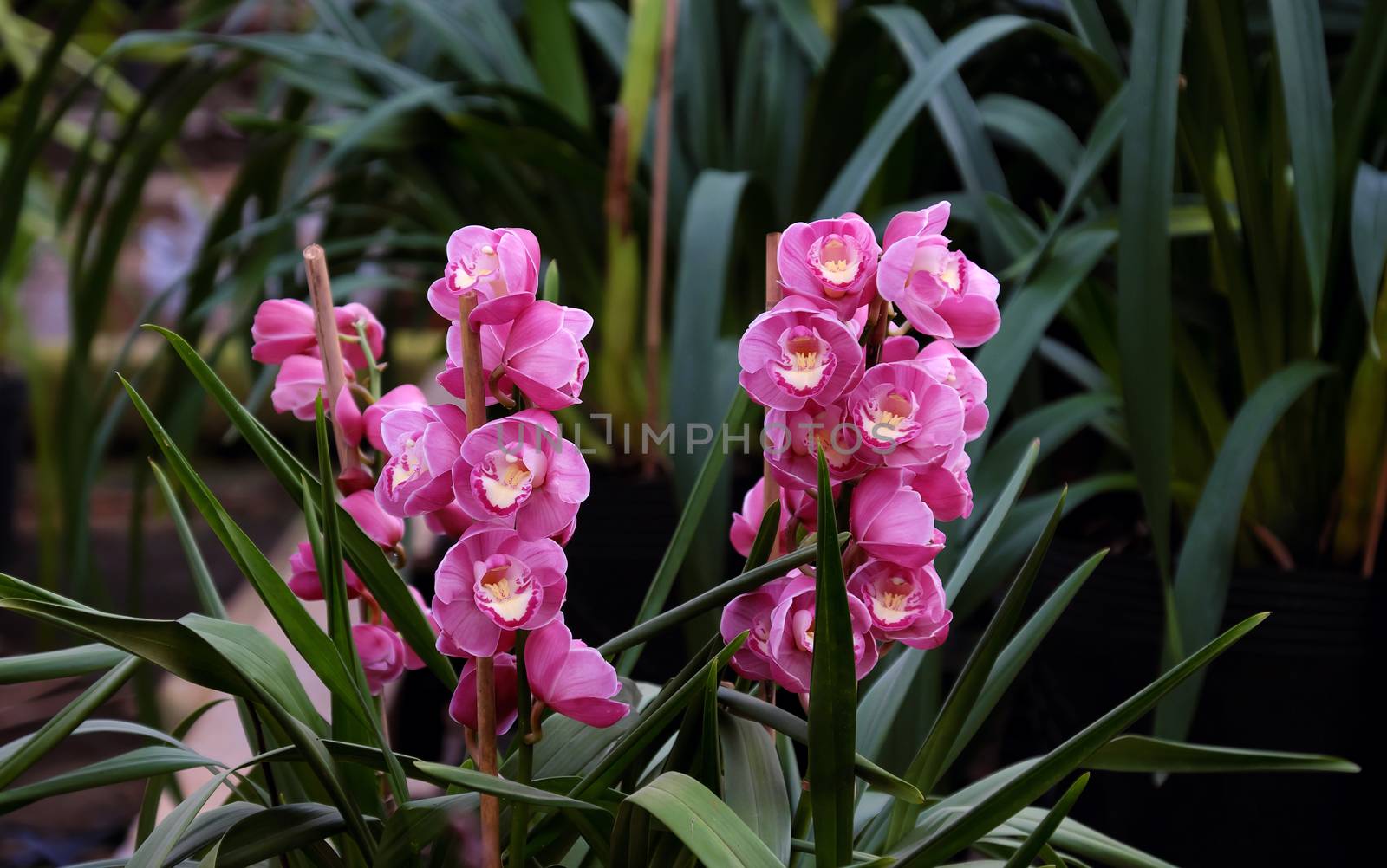 Spring flower for Tet, Dalat orchid garden by xuanhuongho