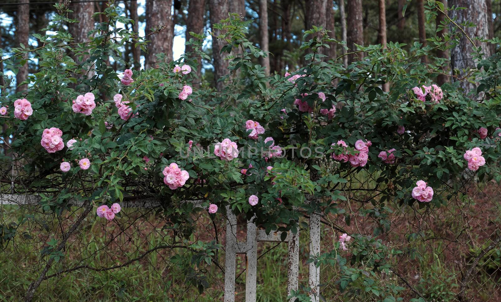 Amazing with bunch of flowers on fence of street in Da lat city, Vietnam, pink rose flower trellis at pine forest make beautiful scene at tourism city of Viet Nam