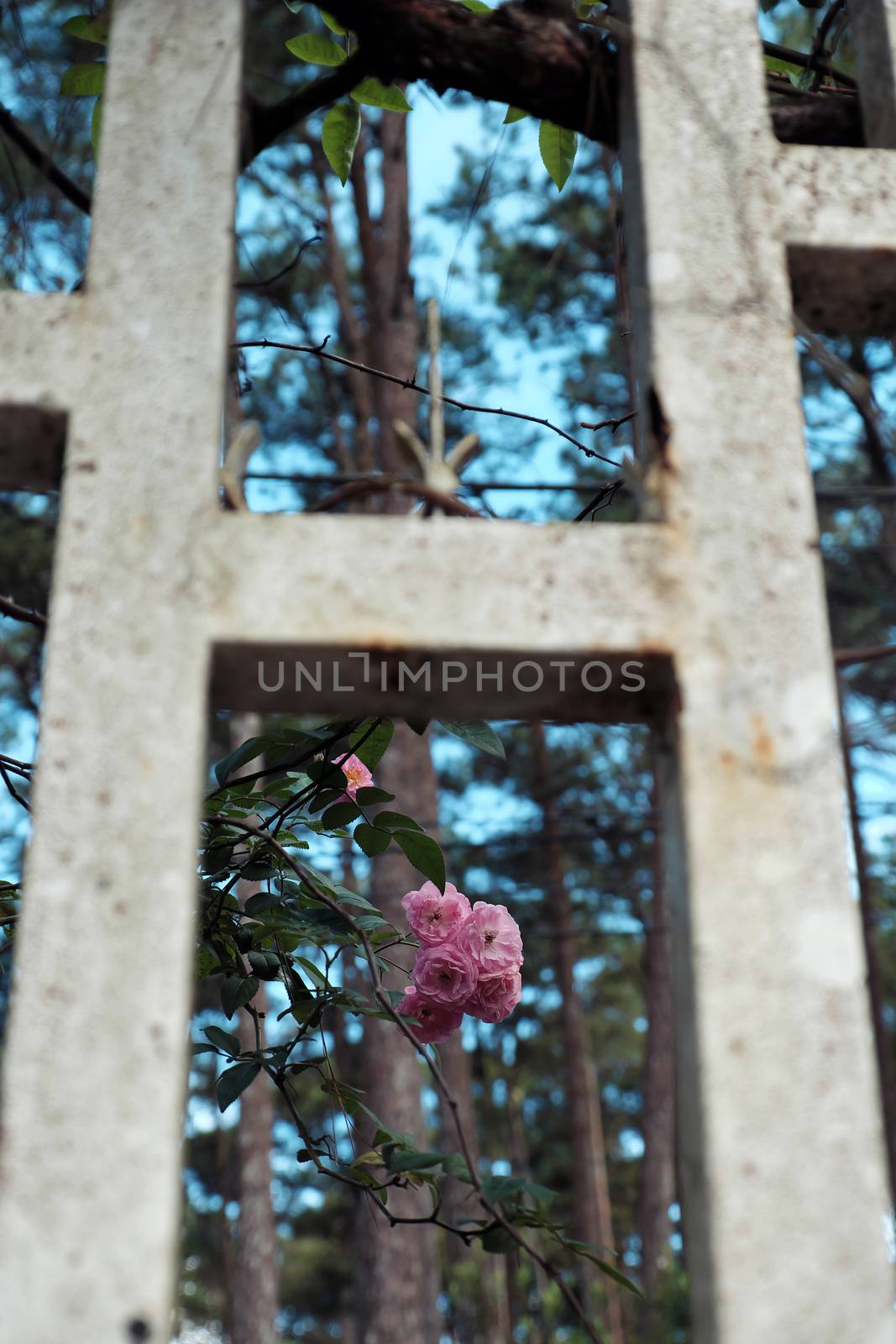 Amazing with bunch of flowers on fence of street in Da lat city, Vietnam, pink rose flower trellis at pine forest make beautiful scene at tourism city of Viet Nam