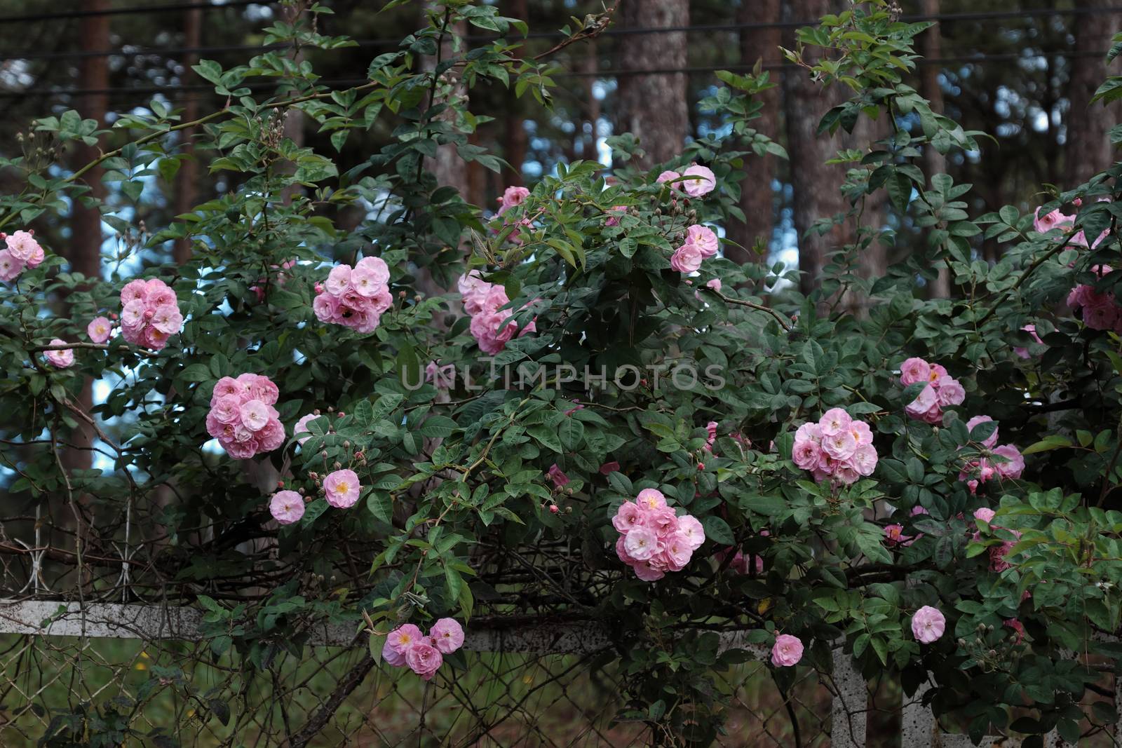 pink rose flower trellis in Dalat city by xuanhuongho