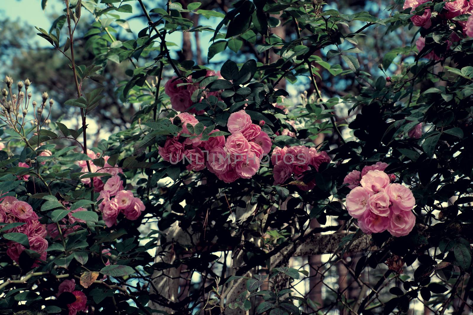 pink rose flower trellis in Da lat city by xuanhuongho