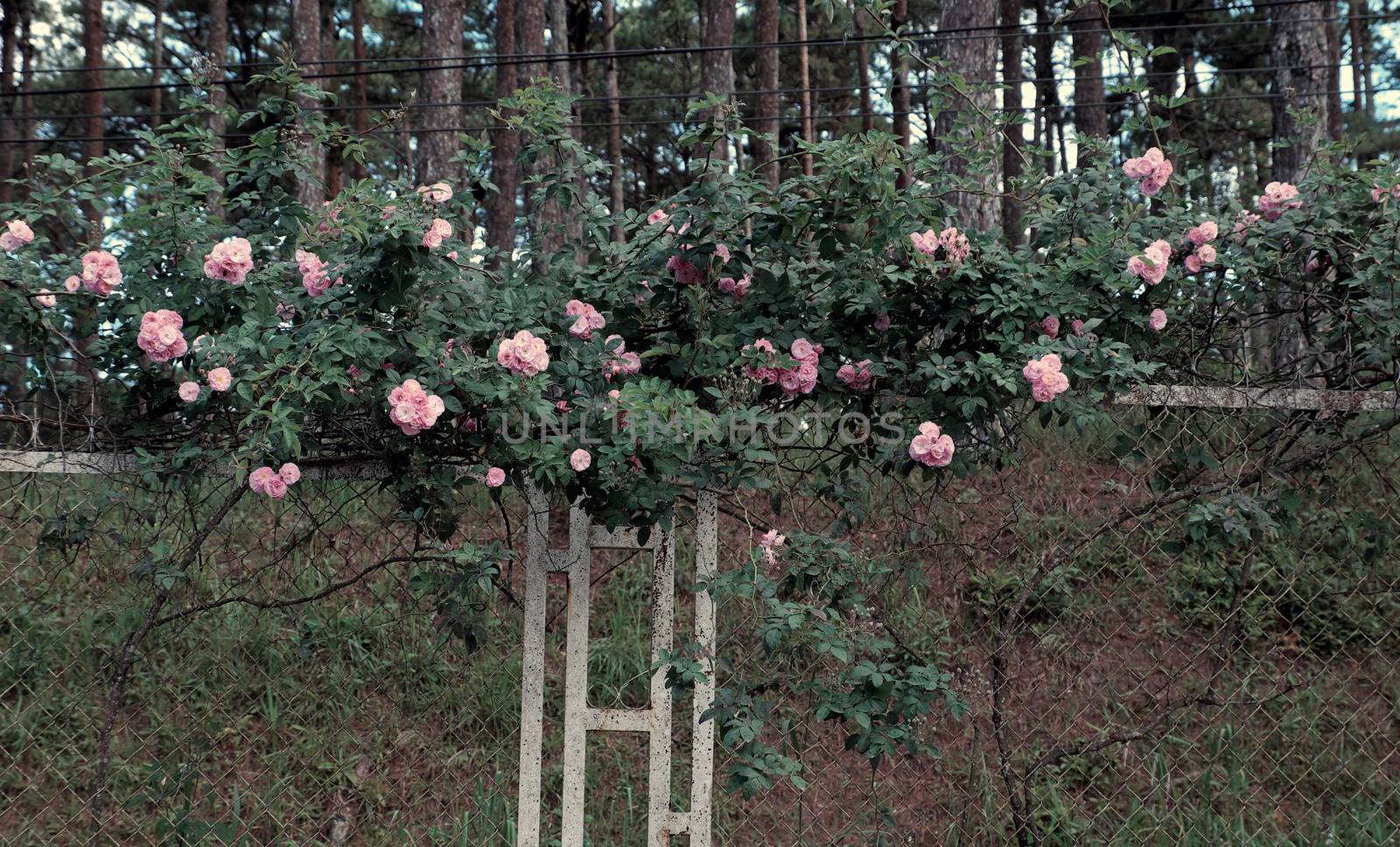 pink rose flower trellis in Dalat city by xuanhuongho