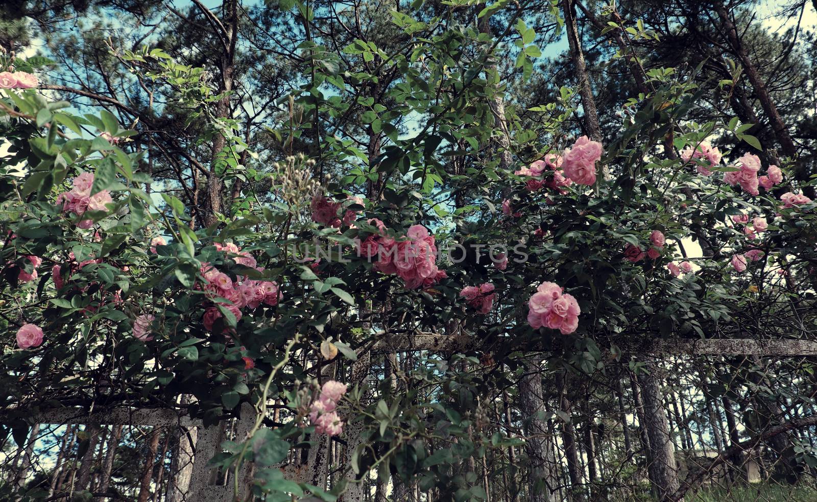 pink rose flower trellis in Da lat city by xuanhuongho