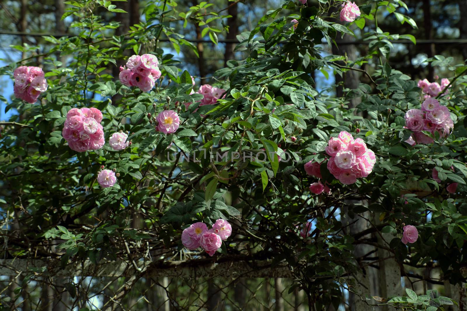 pink rose flower trellis in Dalat city by xuanhuongho