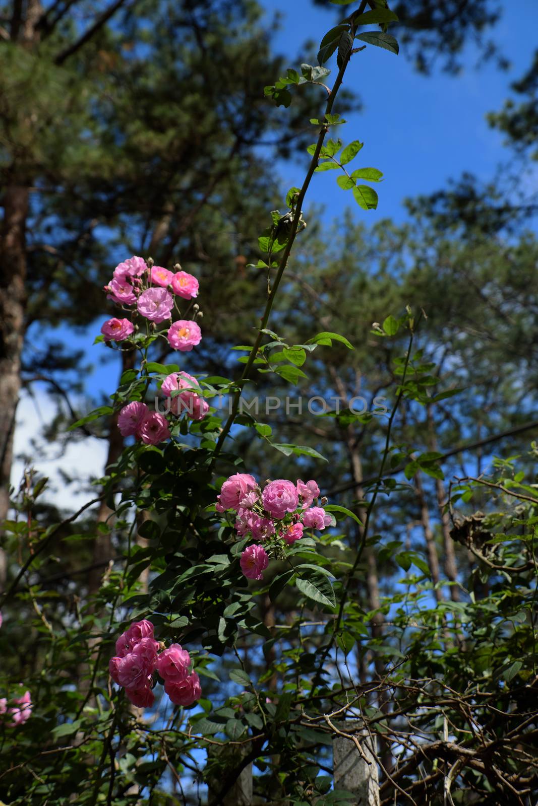 Amazing with bunch of flowers on fence of street in Da lat city, Vietnam, pink rose flower trellis at pine forest make beautiful scene at tourism city of Viet Nam