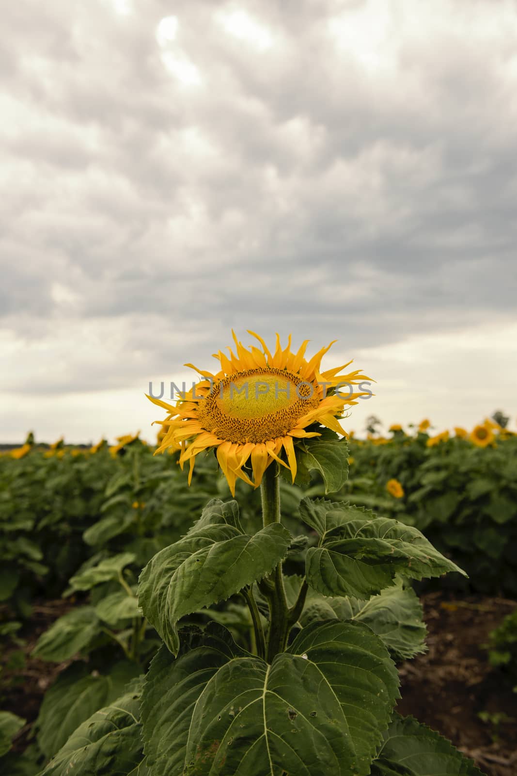 Sunflowers amongst a field in the afternoon in Queensland, Australia.