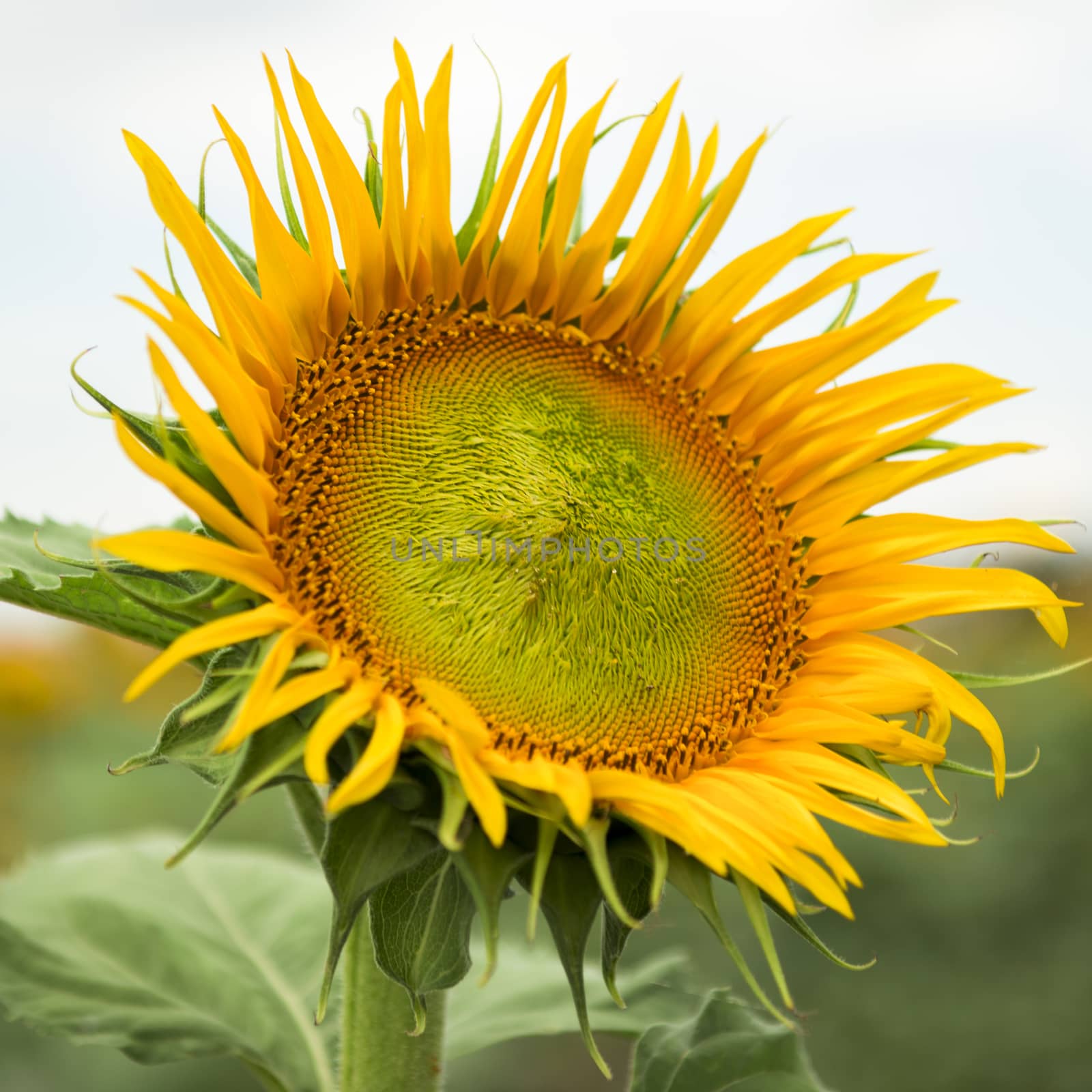 Sunflowers amongst a field in the afternoon in Queensland, Australia.