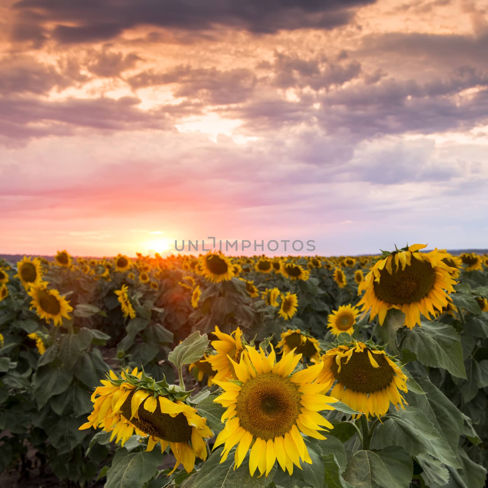 Sunflowers in a field in the afternoon. by artistrobd