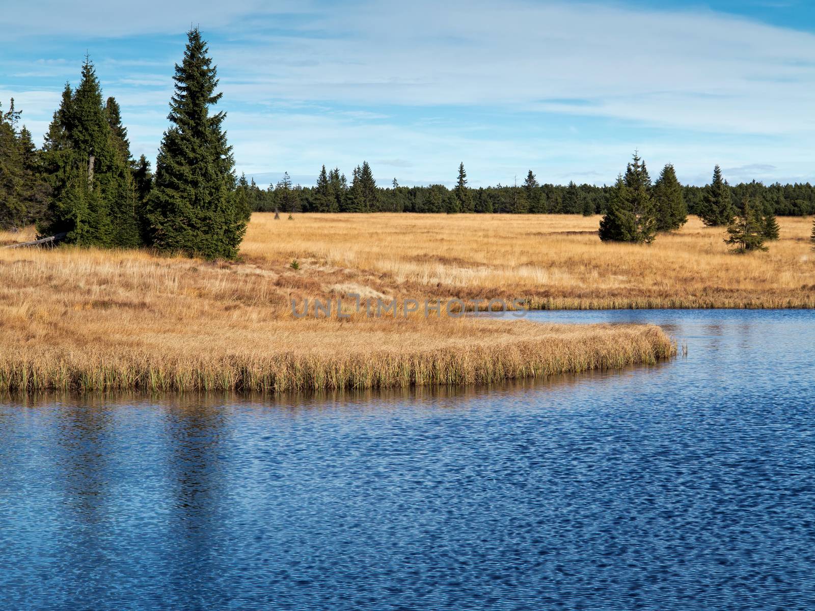 Dead pond, Ore Mountains, Czech republic by Mibuch