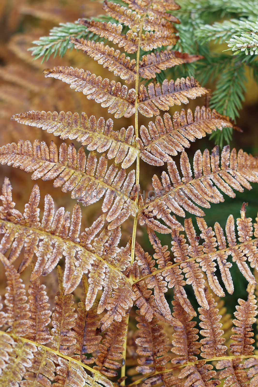 Detail of frozen leaf fern by Mibuch