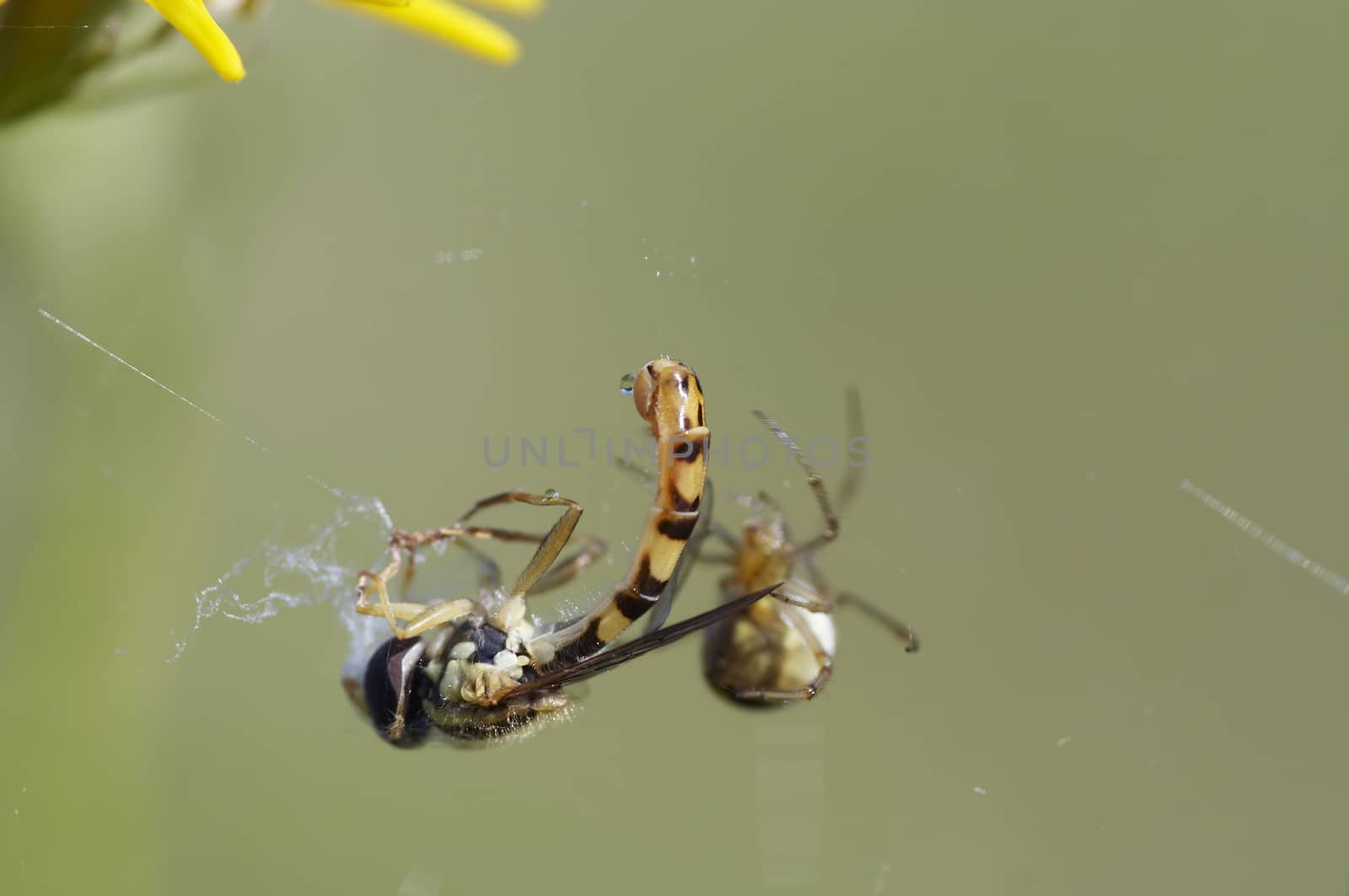 Detail of the syrphid fly in the cobweb