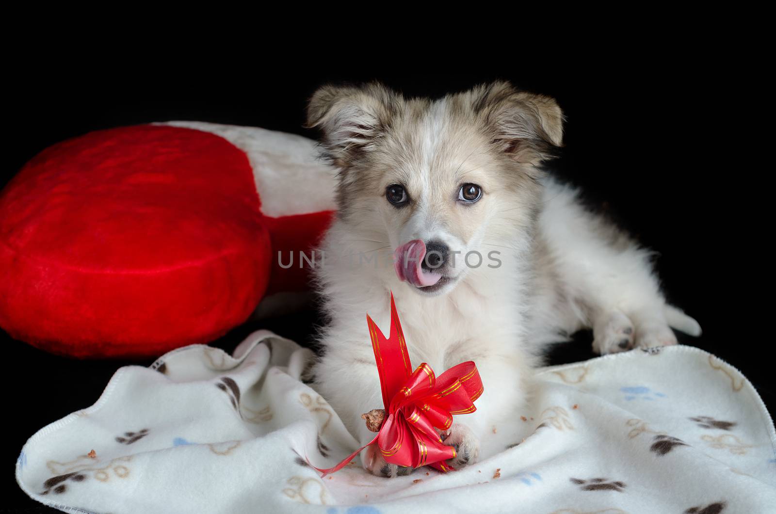 Fluffy puppy is lying on a napkin next to my pillow in the shape of a heart. Keeps paws and eats and licks treats for dogs, gift wrap. Black background.