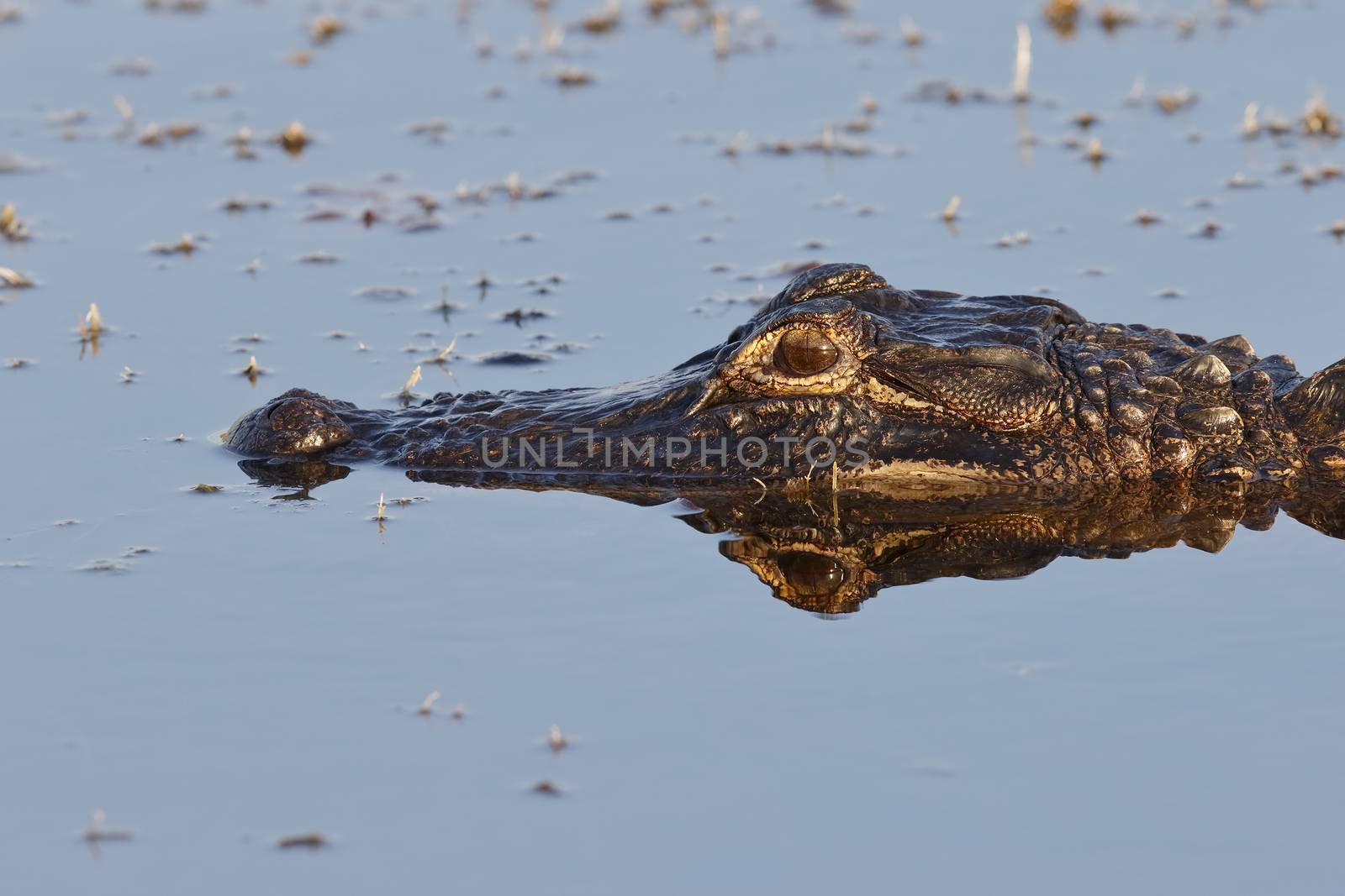 Closeup of an American Alligator (Alligator mississippiensis) floating in a pond - Merritt Island, Florida