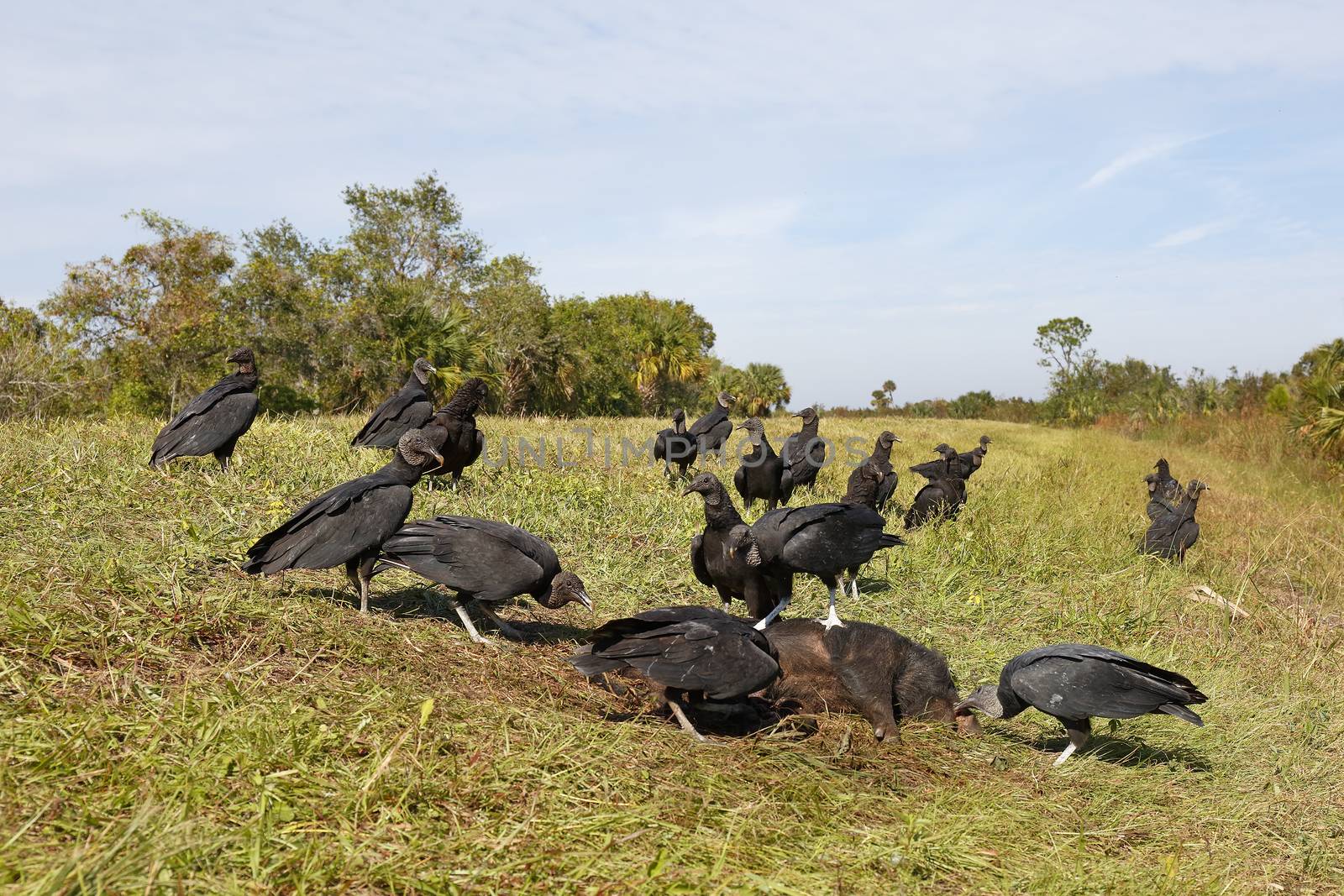Group of Black Vultures (Coragyps atratus) feeding on a dead wild boar - Merritt Island, Florida