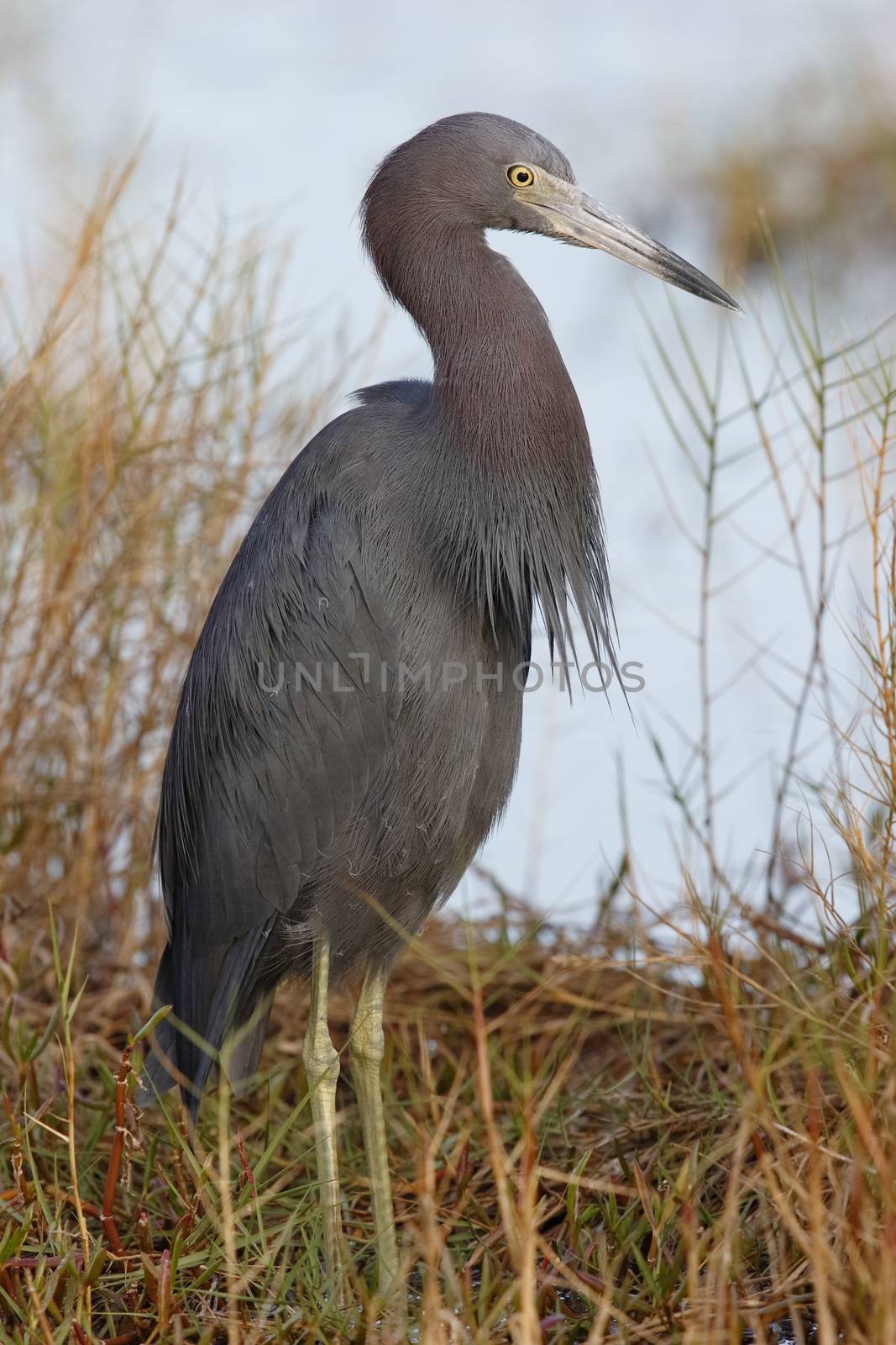 Little Blue Heron at the edge of a Florida marsh by gonepaddling