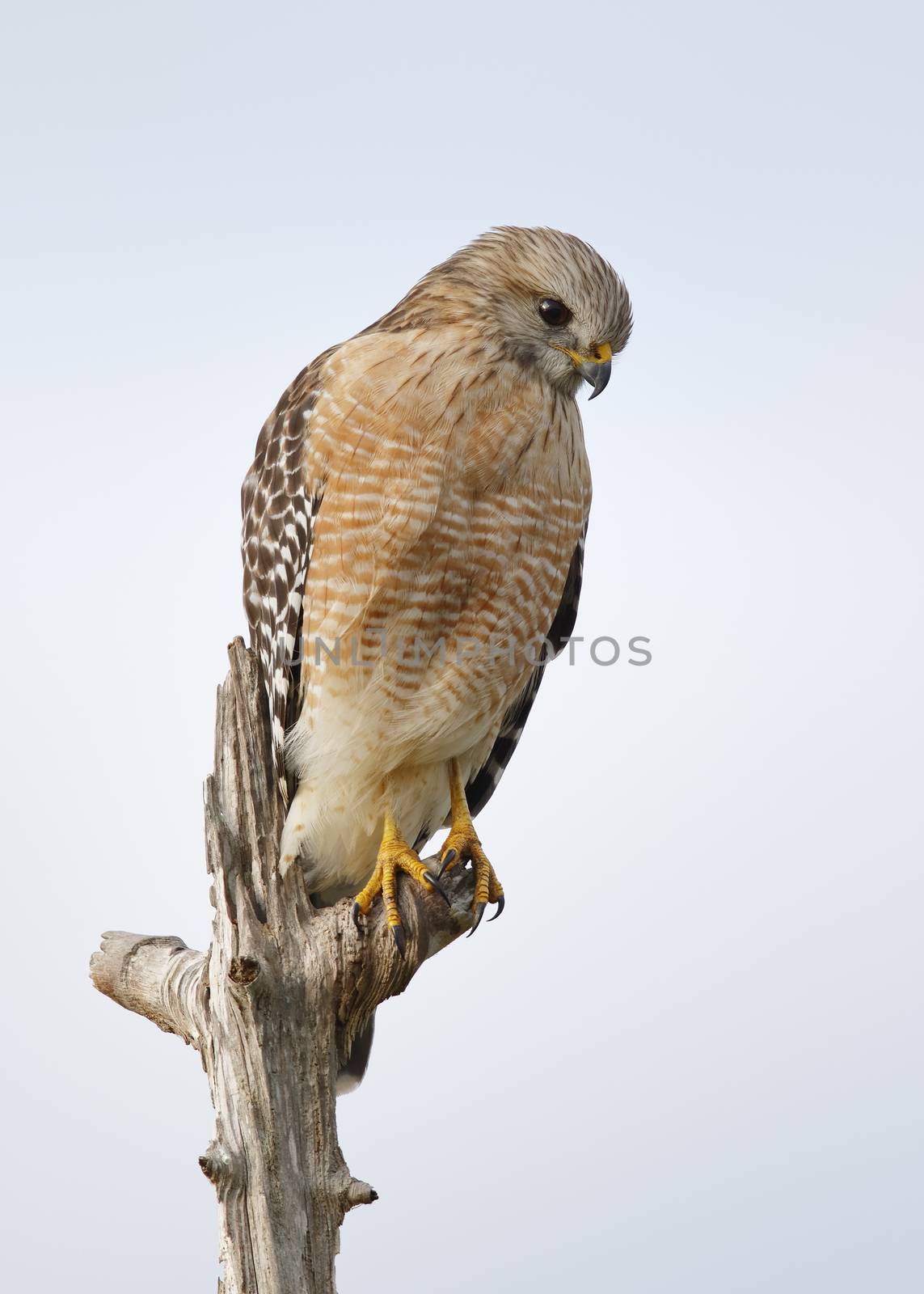 Red-shouldered Hawk perched in a dead tree - Florida by gonepaddling