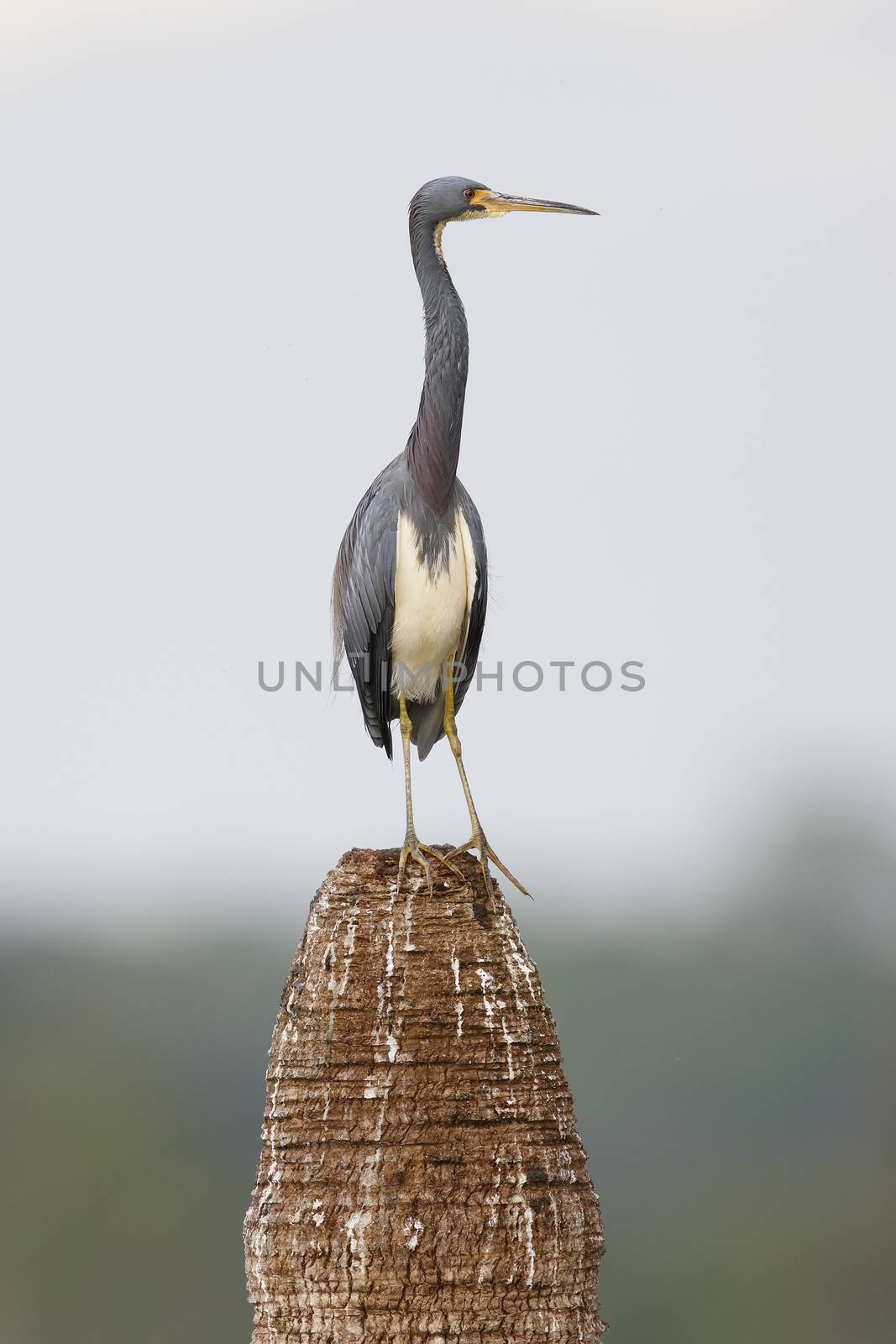 Tricolored Heron perched on a palm tree stump - Florida by gonepaddling