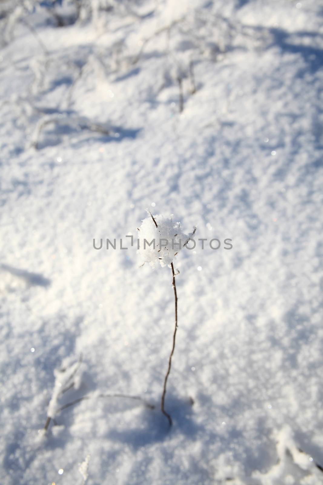 Lonely twig covered in snow on a sunny day