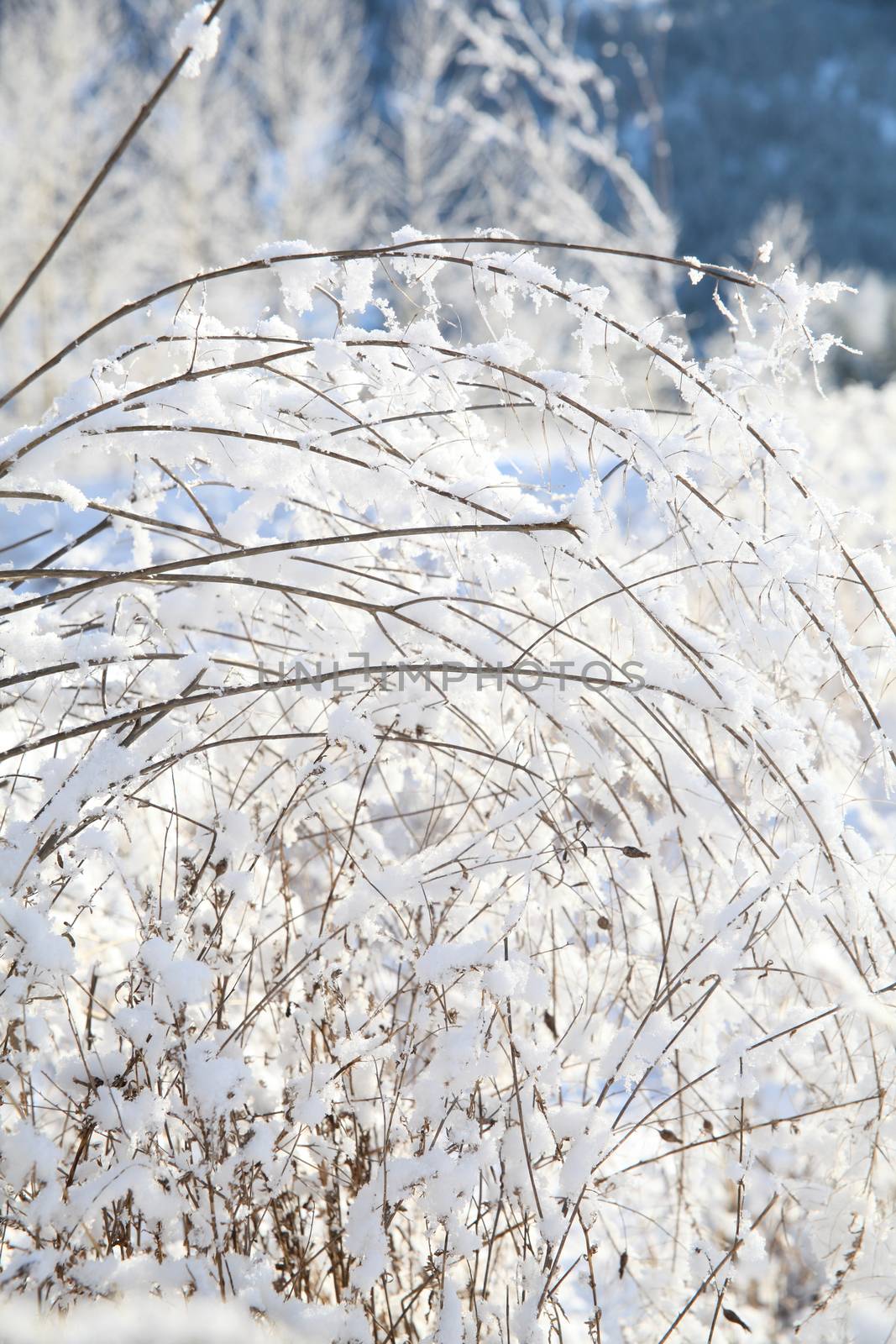 Snow forest by vanell