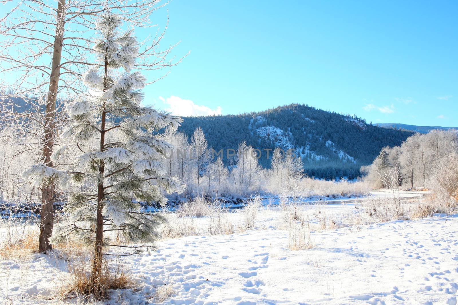 Frozen river with trees and mountain in the background