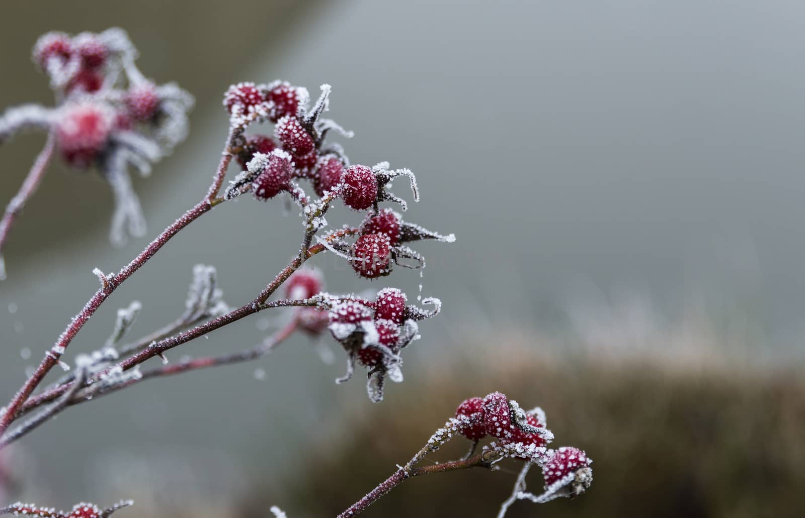 red berries with white ice crystals in winter nature