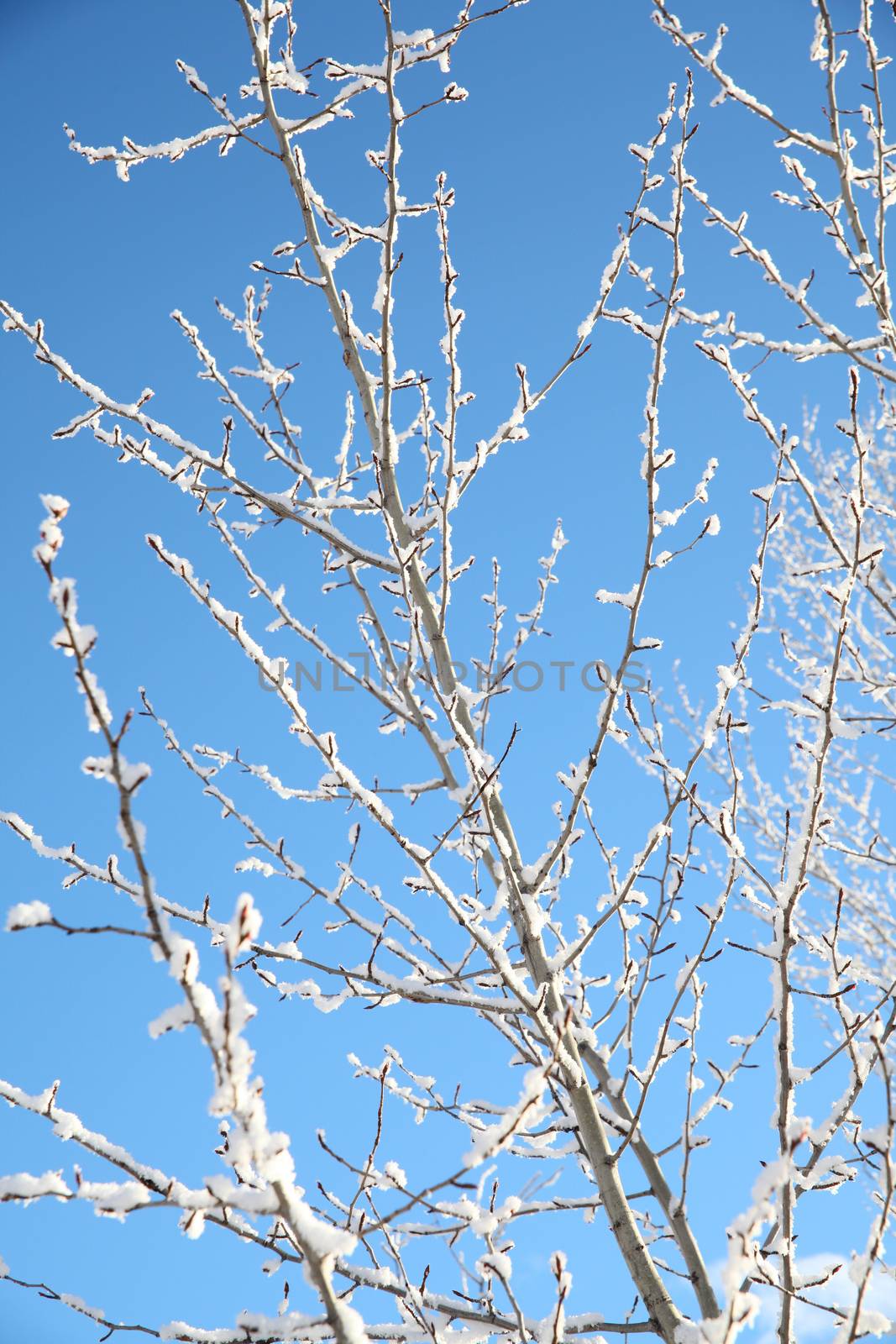 Snow covered twigs against a bright blue sky