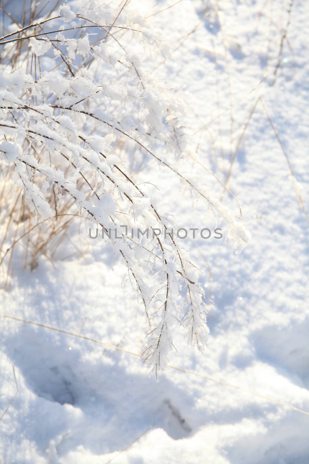 Snow covered twigs hanging heavy on a sunny day