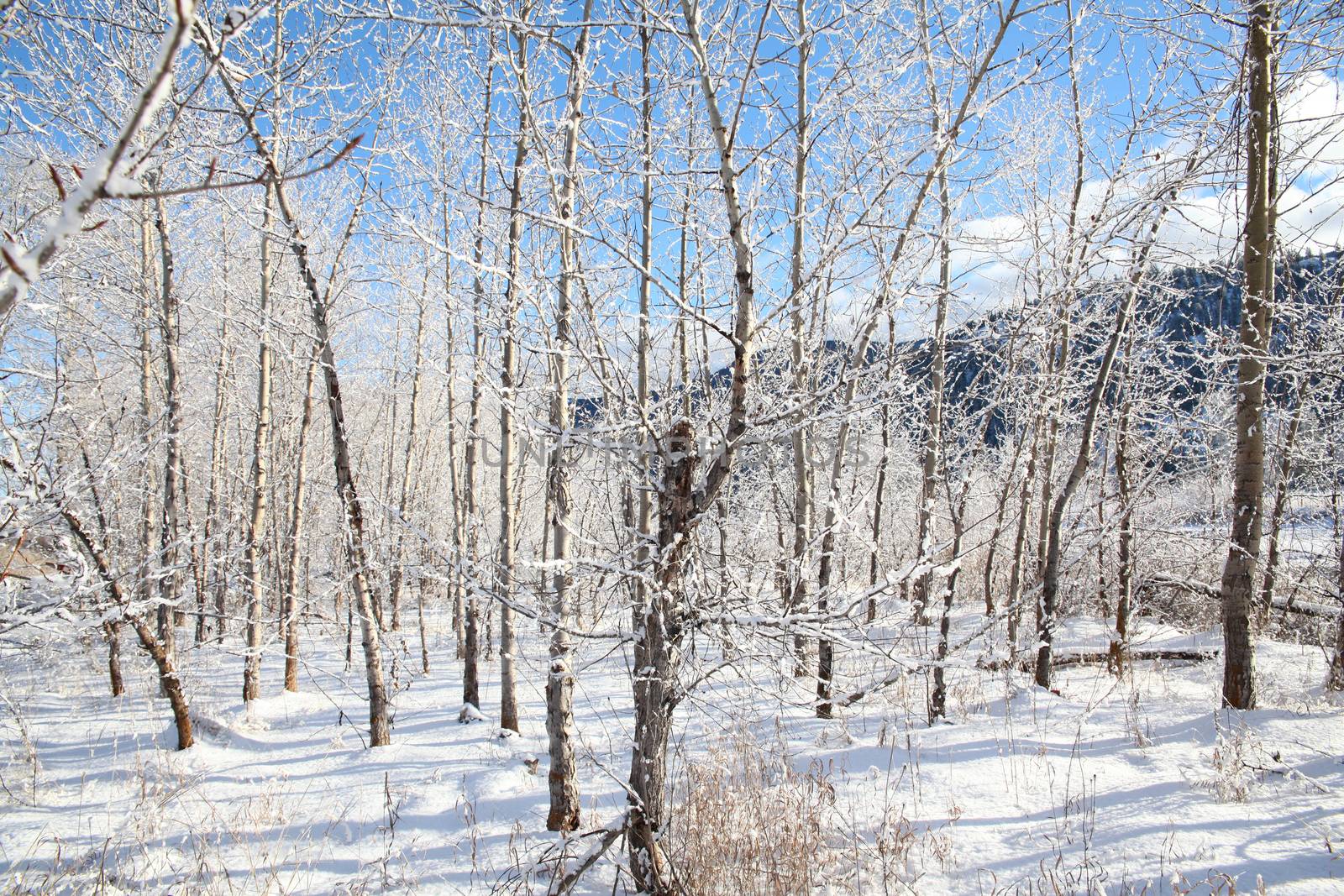 Snow covered trees and twigs on a sunny day