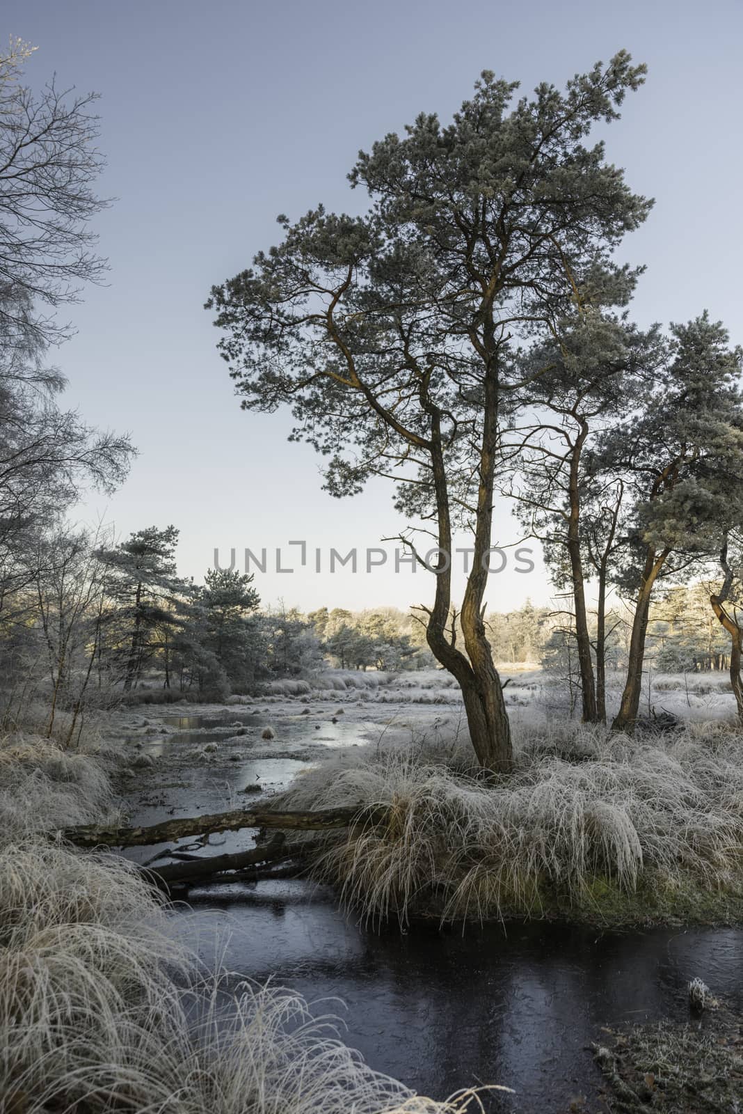 winter landscape in the dutch forest of Goirle  with frozenw ater and ice on the grass and trees