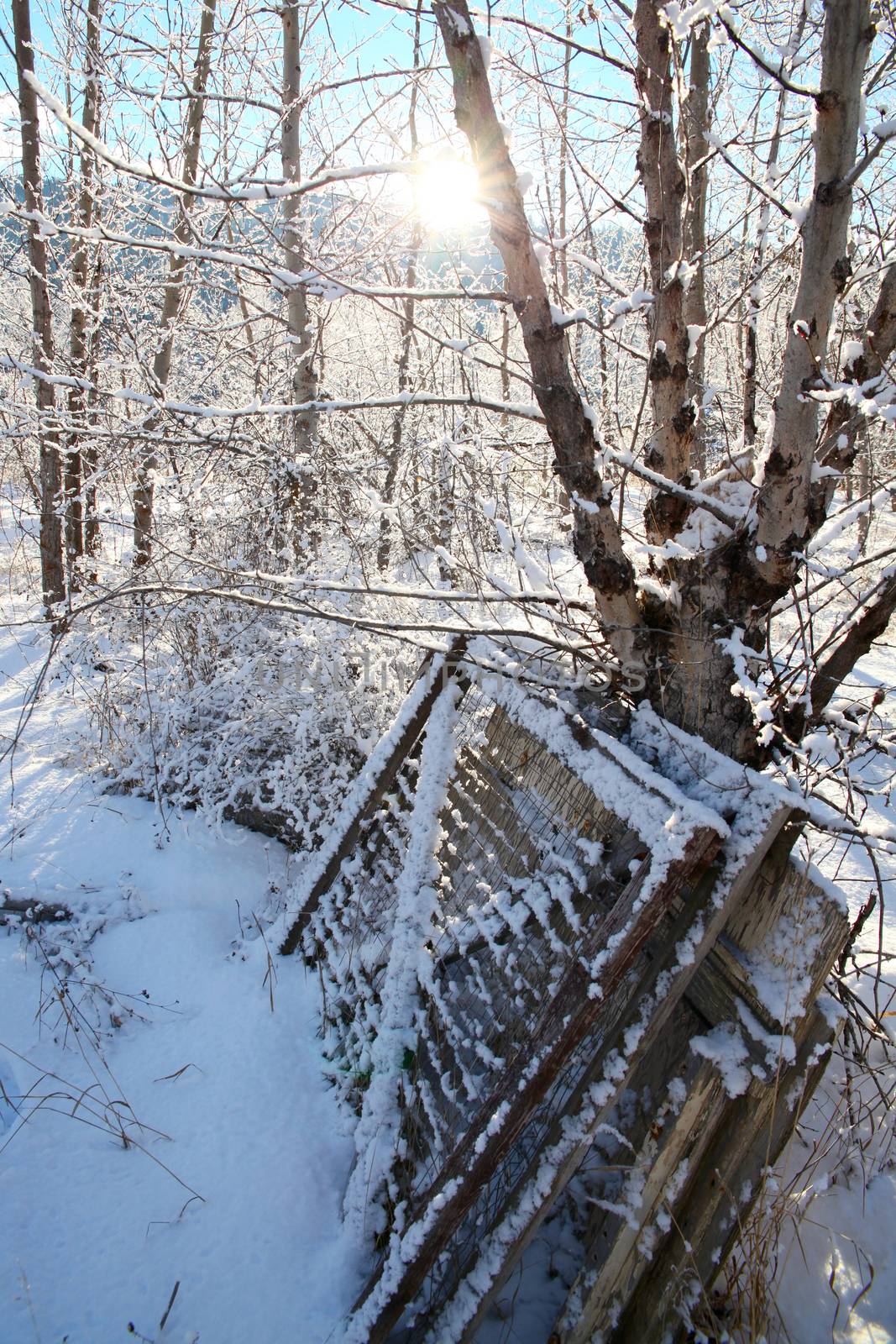 Old gates leaning against a tree, covered in snow