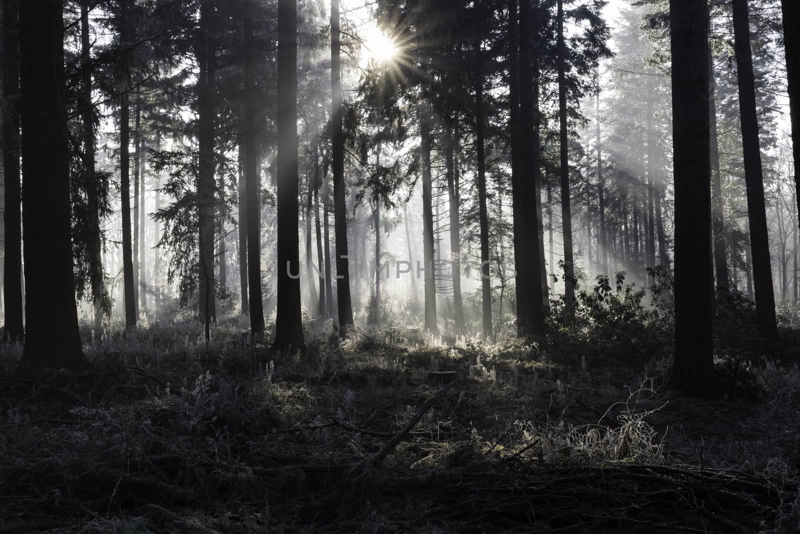 sunlight with sunbeams in the morning winter forest with ice and trees