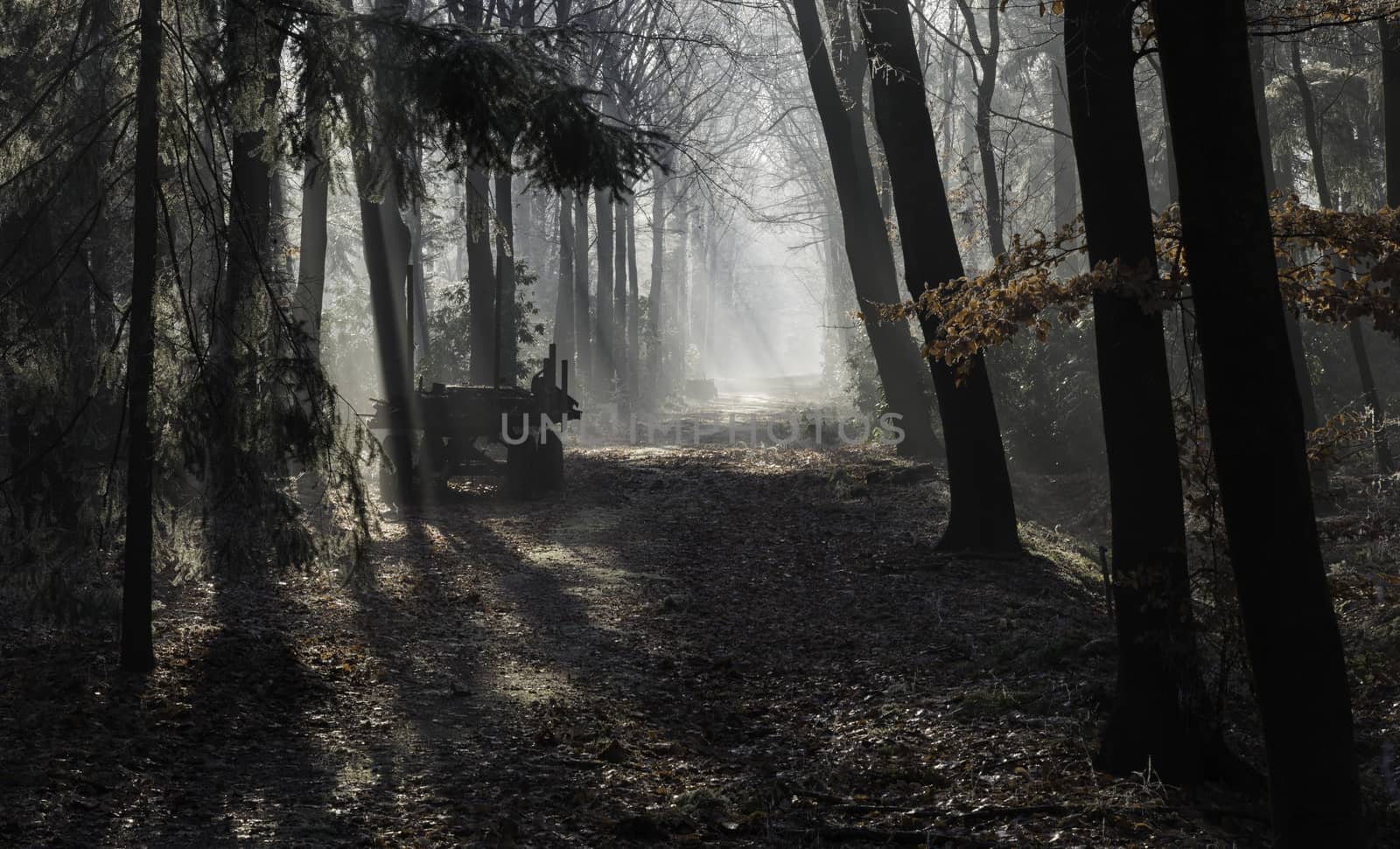 sunlight with sunbeams in the morning and old wooden car in the foothpath in winter forest with ice and trees