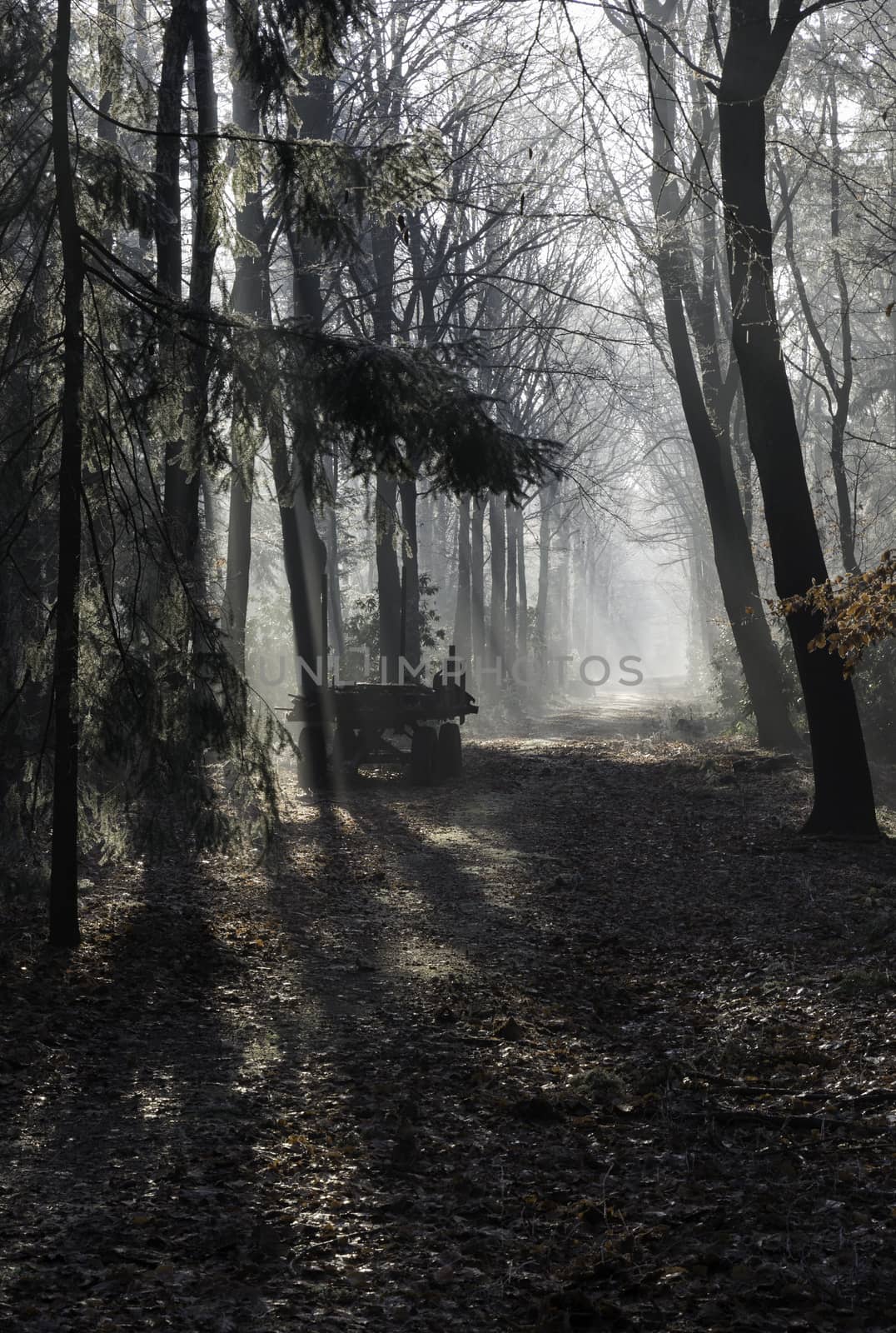 sunlight with sunbeams in the morning and old wooden car in the foothpath in winter forest with ice and trees