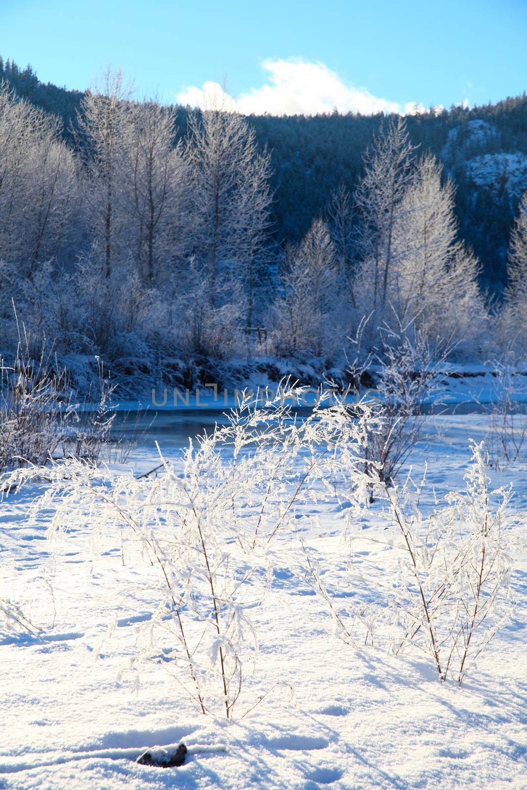 Frozen river with trees and mountain in the background