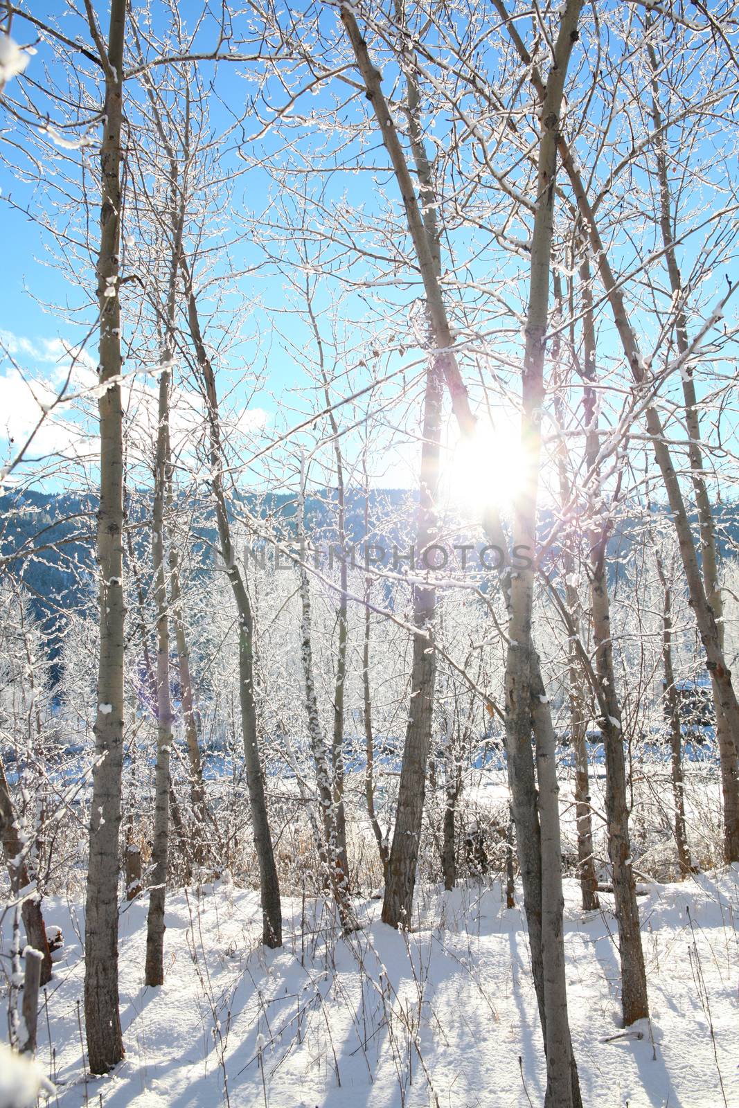 Snow covered trees and twigs on a sunny day