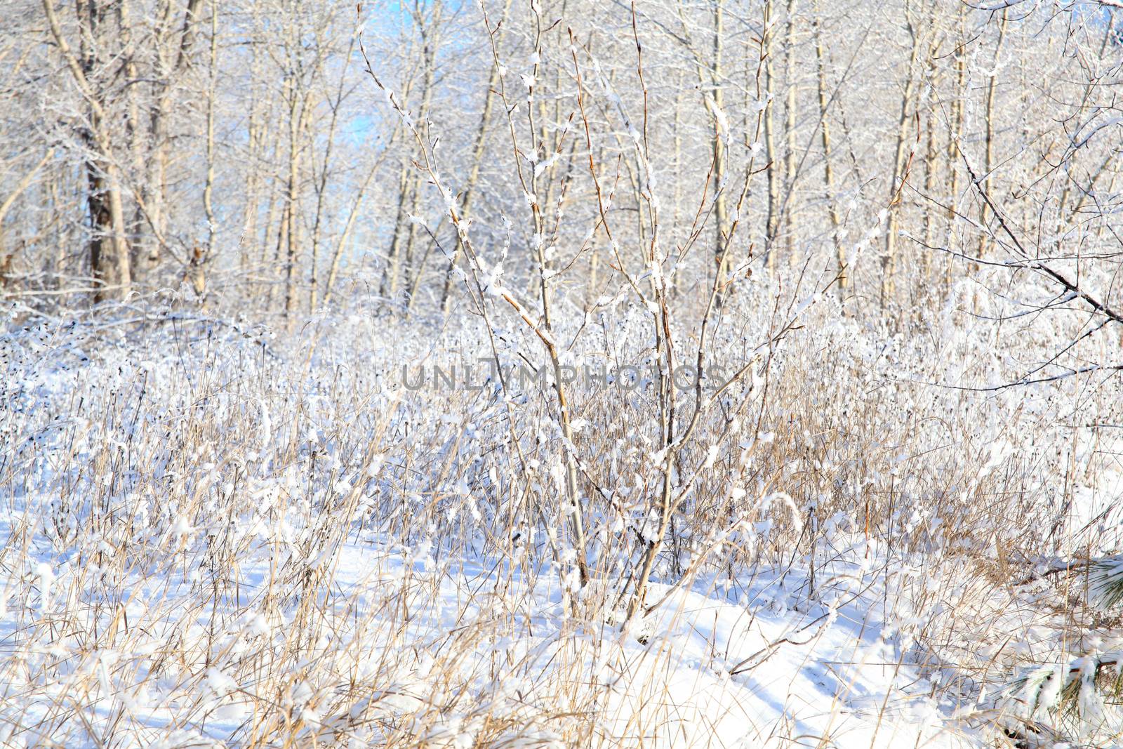 Snow covered trees and twigs on a sunny day