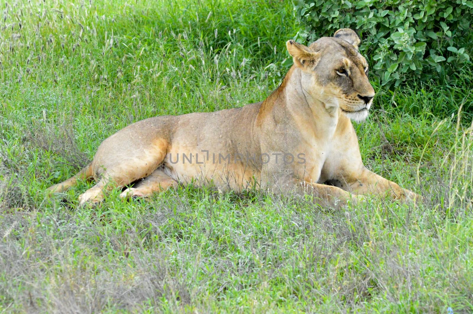 Two lionesses lying under a tree in East Tsavos Park in Kenya