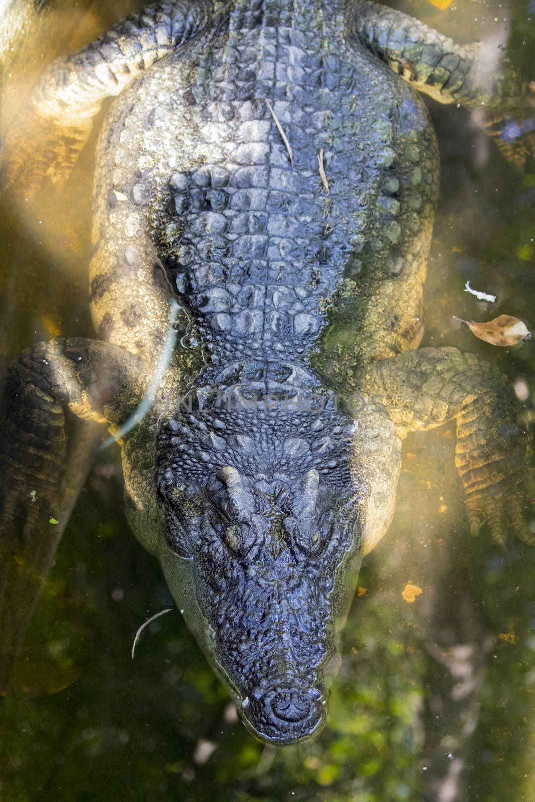 Image of a crocodile on the water. Wild Animals.