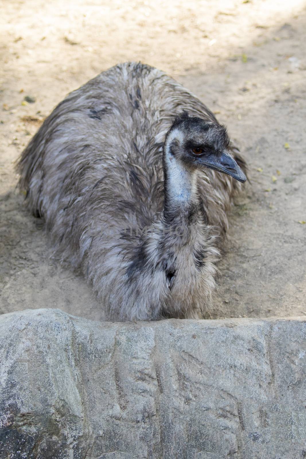 Image of a emu on the ground in thailand. Wild Animals.