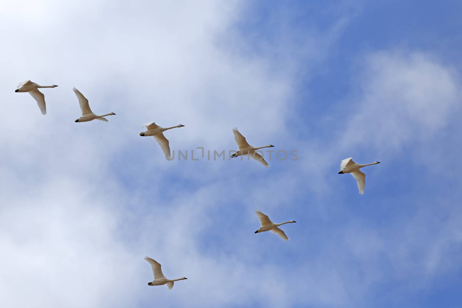 Migrating Tundra Swans ( Cygnus columbianus ) fly in V- formation after a lay over in Lancaster County, Pennsylvania, USA. This swan is similar to the Whistling Swan and Trumpeter Swan.