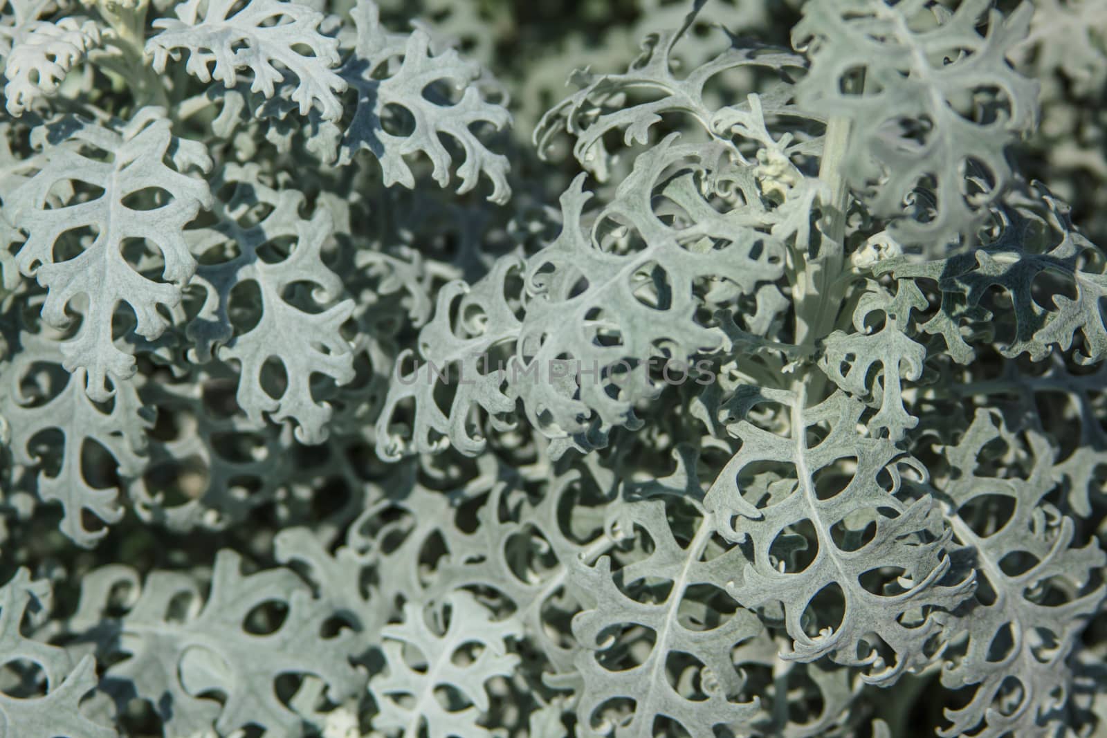 Cineraria maritime varieties of silver dust in the autumn garden