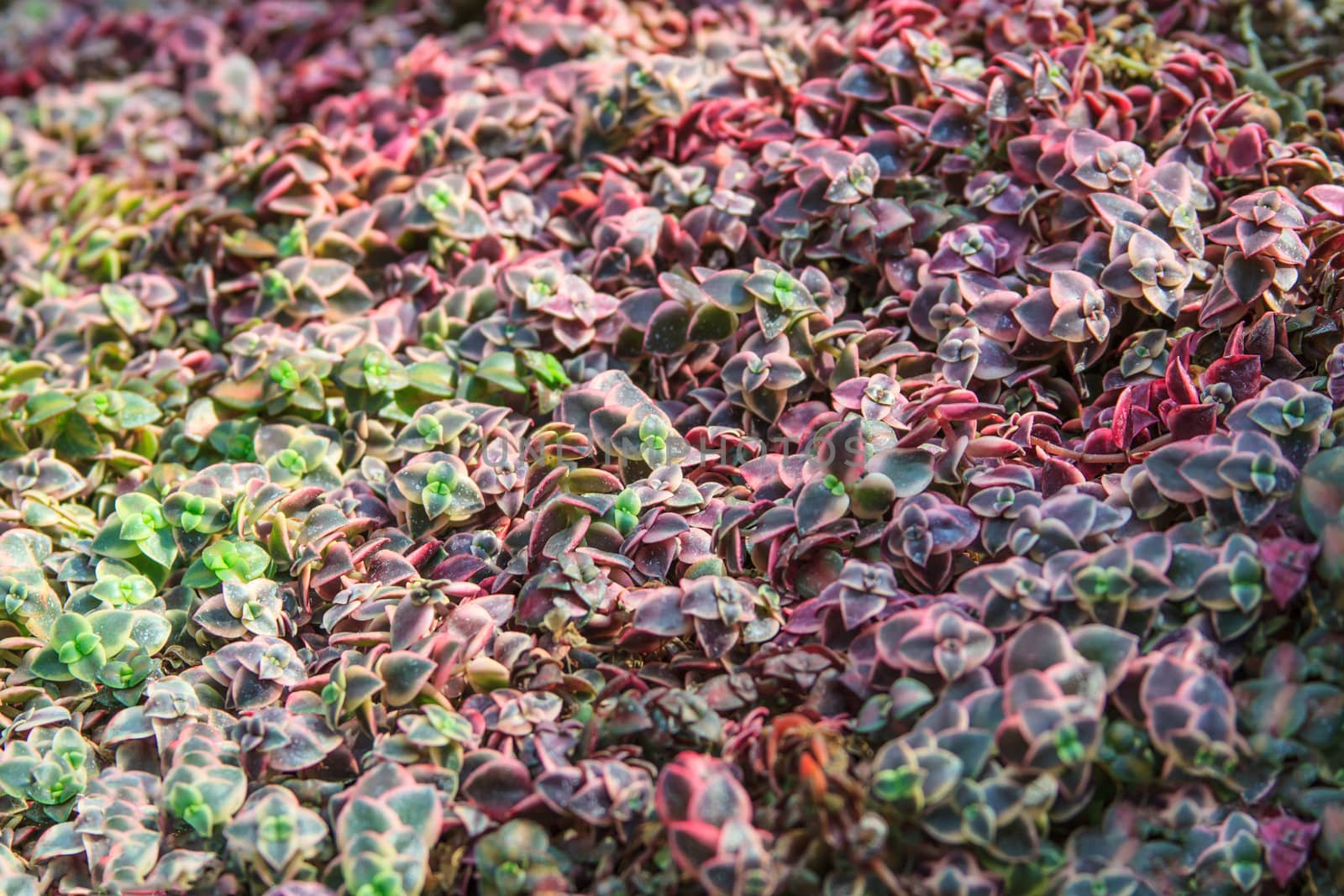 Red color petal succulent plants texture and detail by worrayuth