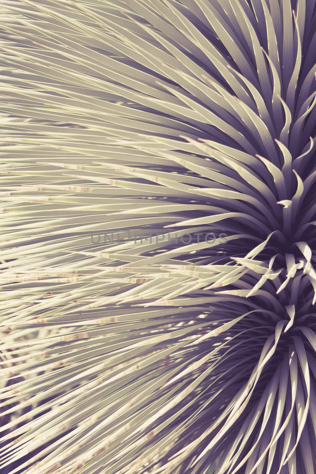 Spiked Agave plant close up, art background