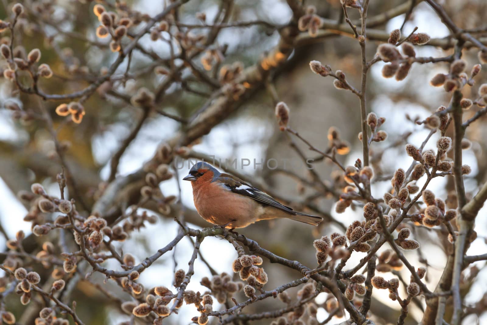 Singing bird on a branch against the evening sun,Spring buds on the trees, bird singing, finch