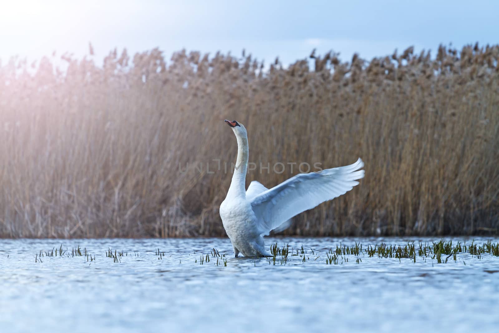 mute swan on blue lake flutters with sunny hotspot,great white bird, storm, cloudy skies