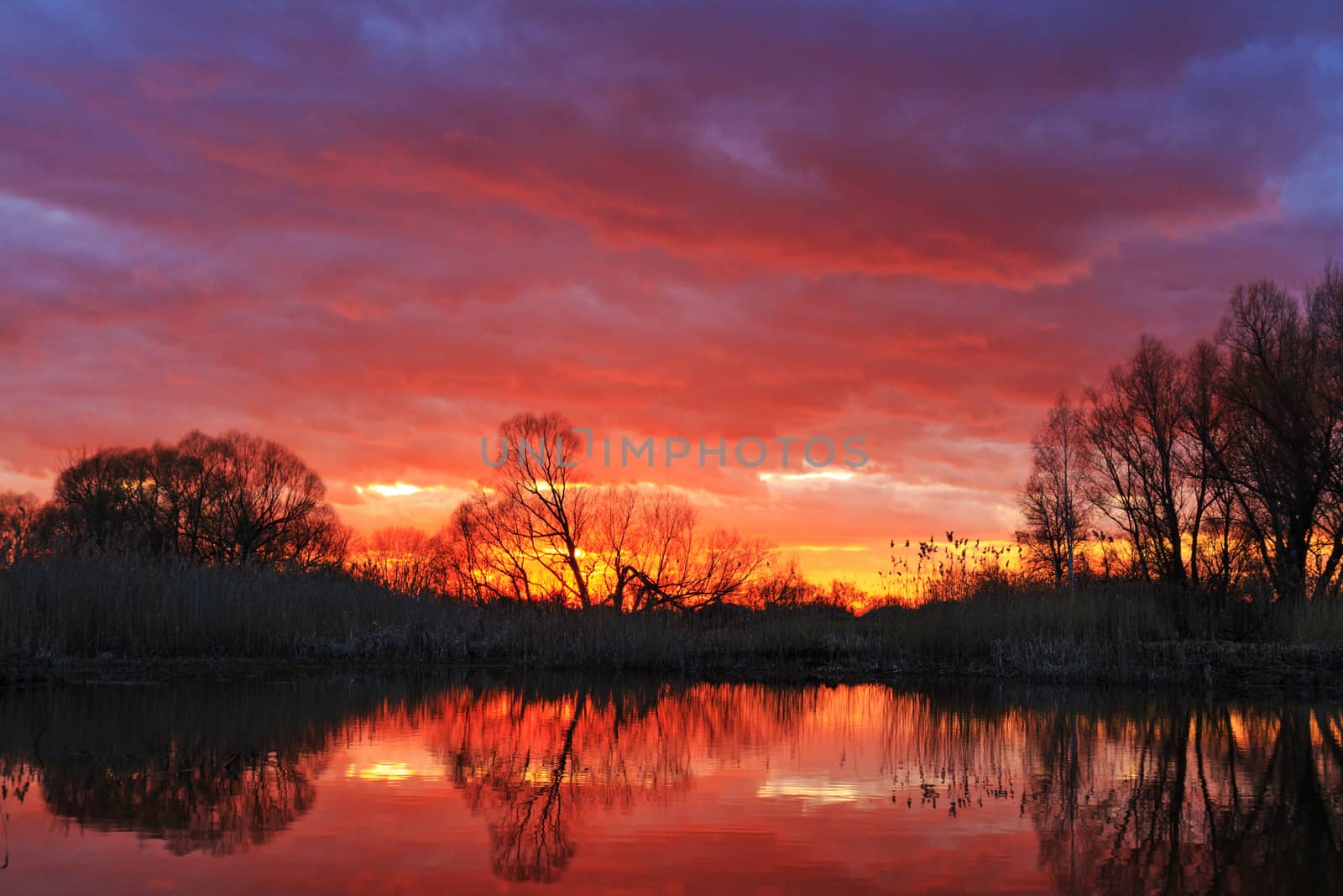 bright sunset on a wild lake,spring, tree over the water, reflection, silhouette