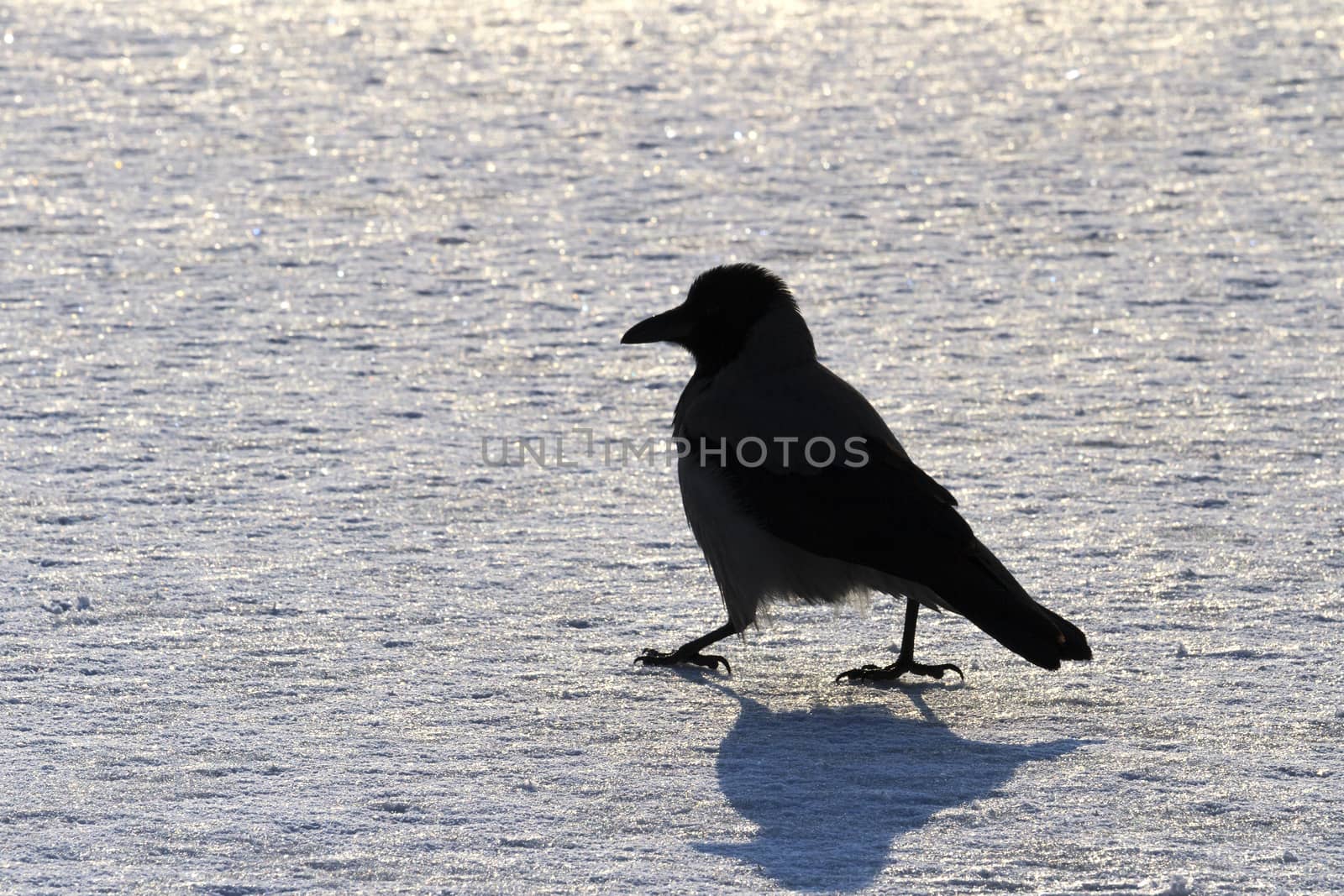 black bird silhouette on white snow,ice, winter, silhouette, crow shadow