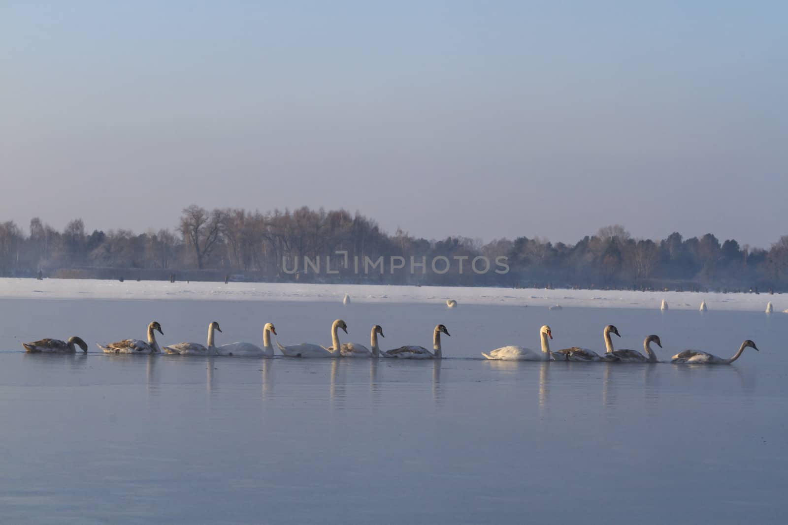 Swans feeding penetrate the ice on the river,together - power flock of white birds, winter survival, frost, ice