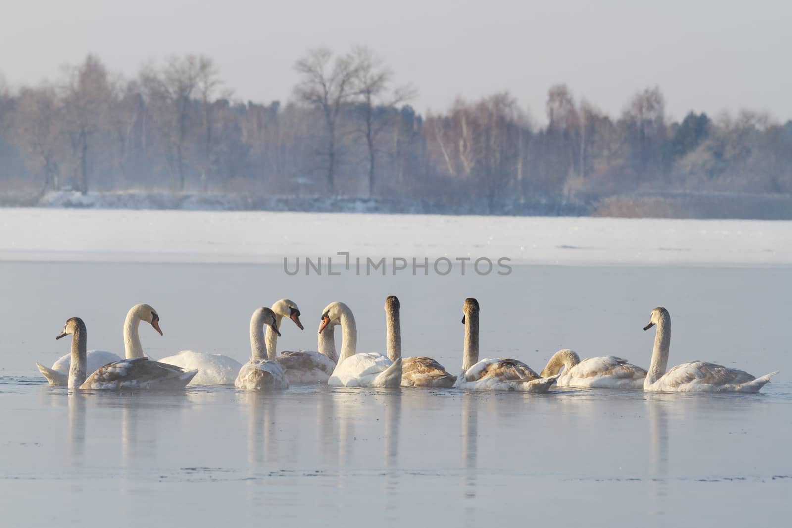 flock of white birds on winter river in fog,together - power flock of white birds, winter survival, frost, ice,mute swan